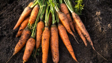 Bunch Of Organic Dirty Carrot Harvest In Garden On Ground In Sunlight