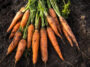 Bunch Of Organic Dirty Carrot Harvest In Garden On Ground In Sunlight